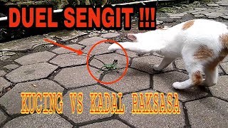 Duel Seru Kucing Mbigo Vs Kadal Bunglon