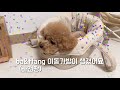[앙쥬티븨로그 EP.92]바앤땅 이동가방이 생긴 앙쥬, 강아지 이동가방 추천! 당일치기 남해여행까지 알찬 일주일 브이로그 :)