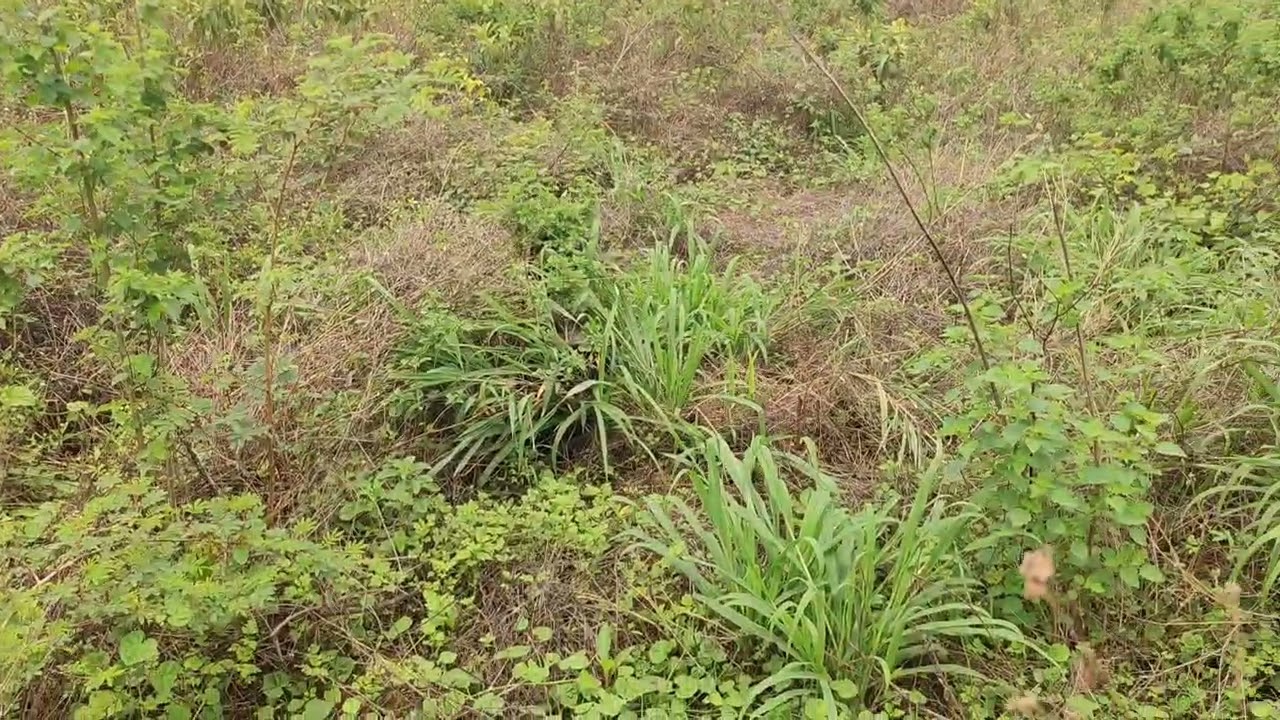 Foi fazer um serviço q chego no terreno tem 4 a  5 serviços pra fazer. 03/03/2026 