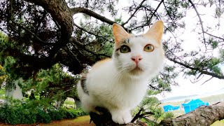 高い木に登って海の景色を眺める三毛猫