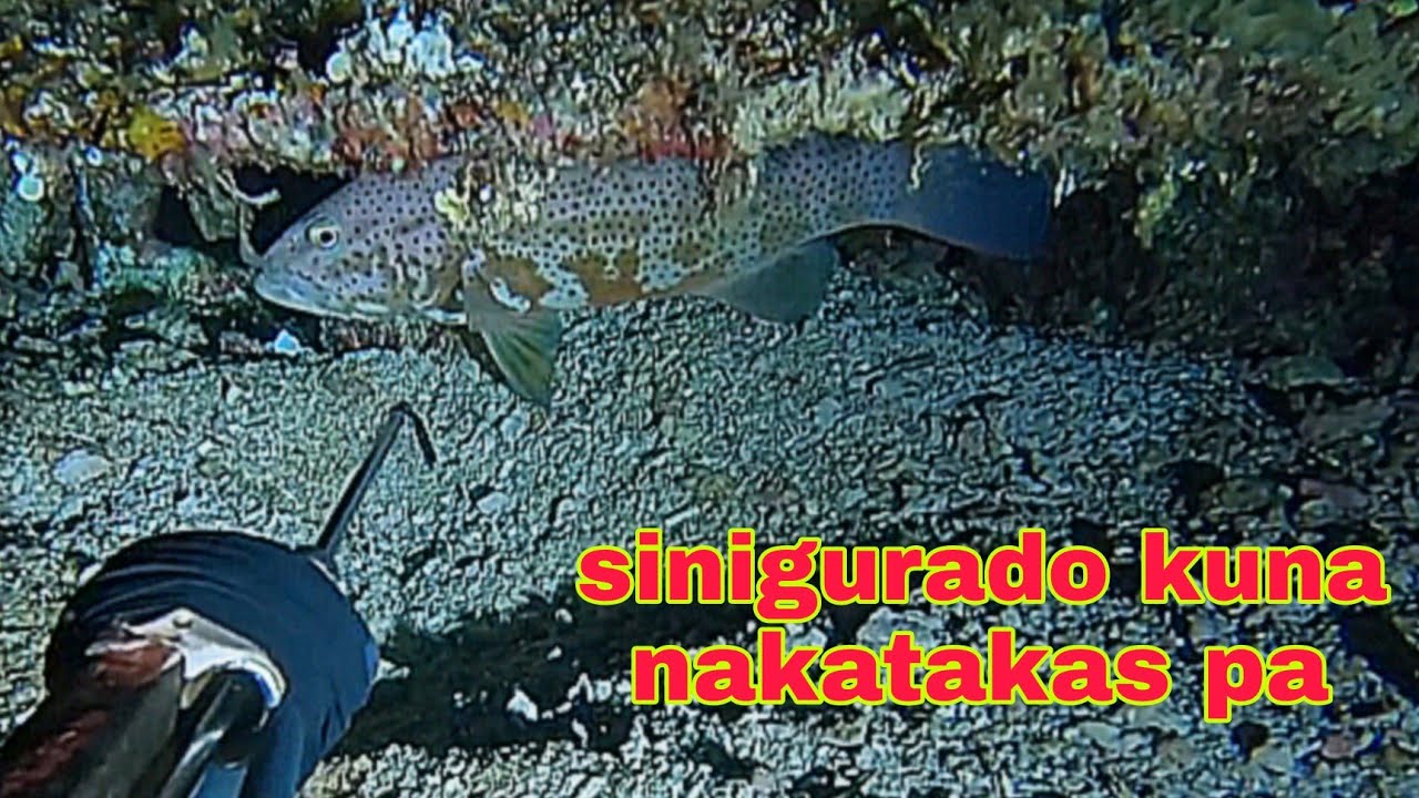 ep559 dive2 sibongin sinigurado kuna nakatakas pa