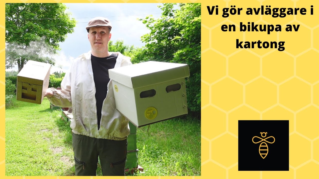 Vi gör avläggare i bikupor gjorda av kartong