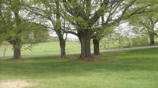 Spring.wmv
