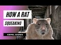 The animal sounds rats squeaking    sound effect  animation