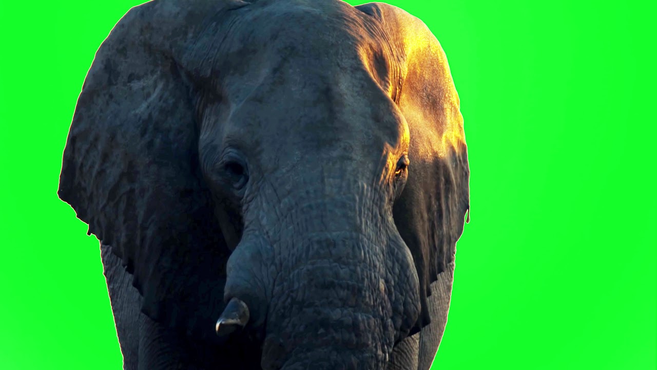 Elephant on Green Screen [FREE USE] - YouTube