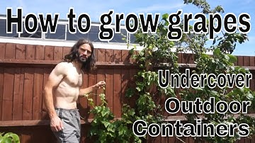 How to grow grapes in UK basics!