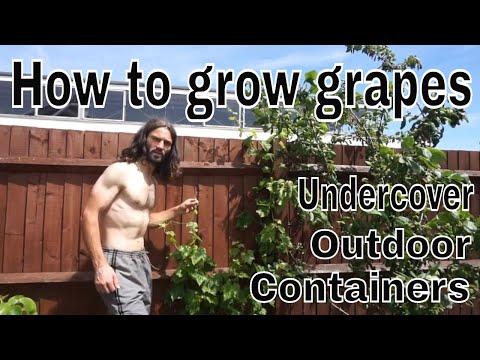 How to grow grapes in UK basics!