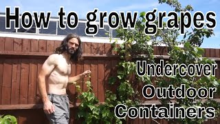 How to grow grapes at home. your own grapes. uk grape growing. growing
in a cold climate. grapevines. creating microclimates f...