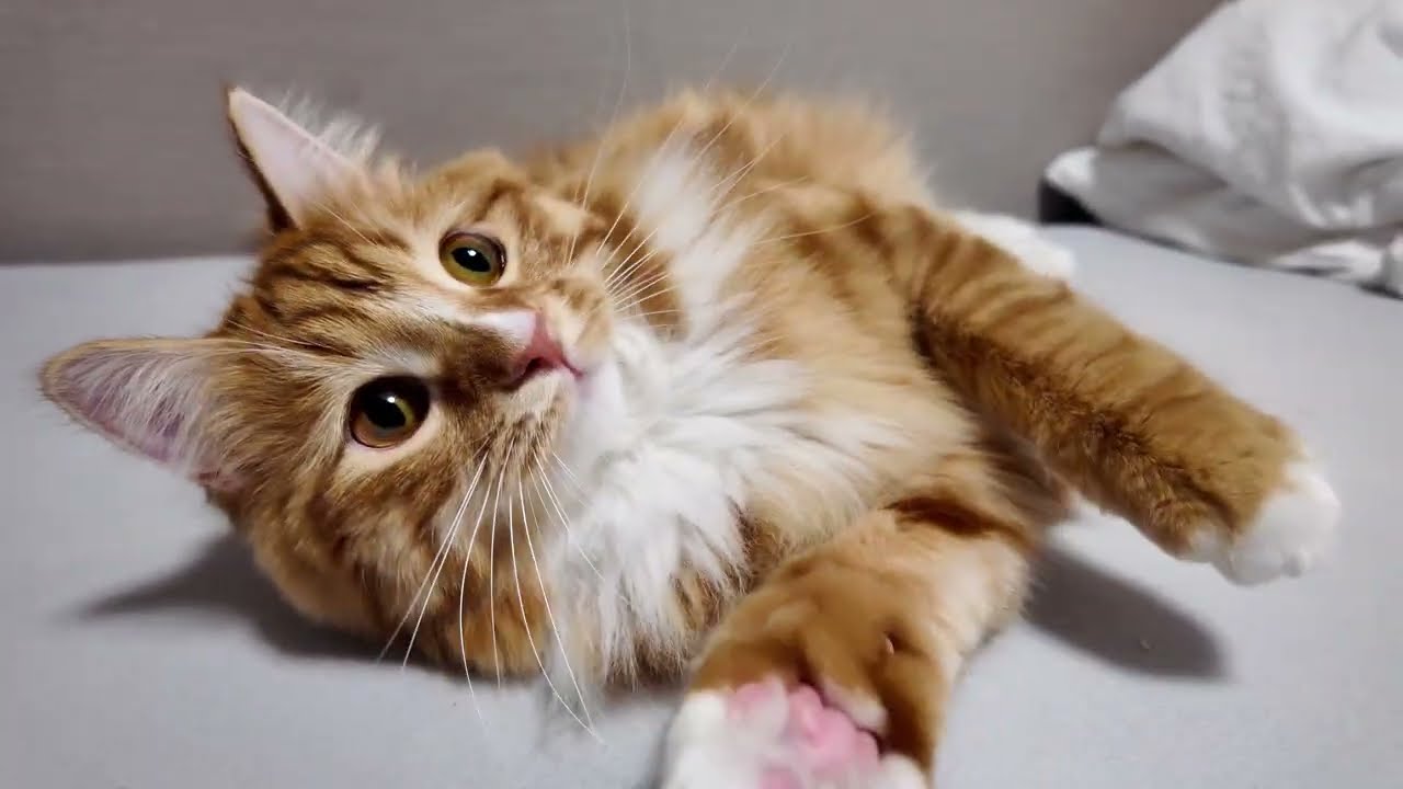 Play Time with Arunny! Which Treats Made Her Cutest List? 😻✨🐱✨