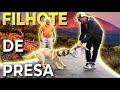 TESTEI UM FILHOTE DE PRESA NAS ILHAS CANÁRIAS | LEGENDADO | EUROPA DOG TRIP CCK #26
