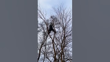 Limb walking to clear the power line. Providing tree service in commerce mi #treeremoval  #chainsaw