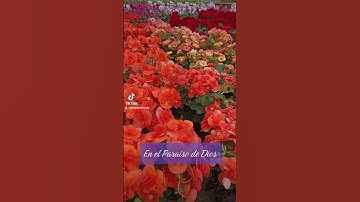 Thumbnail of El paraíso de Dios