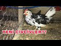 Yeni Civcivler Aldım Ligorin ? Susek ?#tavuk #yumurta #kümes#horoz