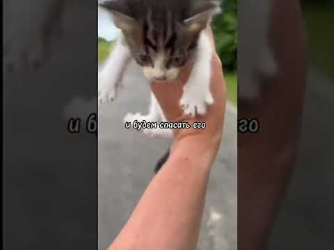 Видео: Котката в дома ви?