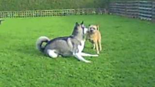 Waggin tails  - Boarding with Riva