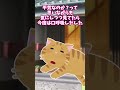 【2chほっこり】飼い猫がやたらと外行きたがる #Shorts #2ch
