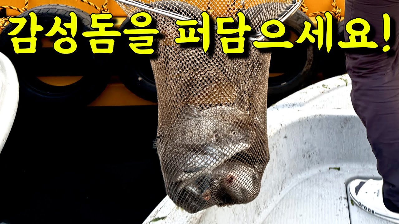 드디어 횟집을 안 가도 되는 시즌이 왔습니다!! 잡아서 드세요~