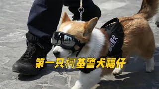 山东对编制的执念有多强？柯基警犬福仔凭真本事考编！