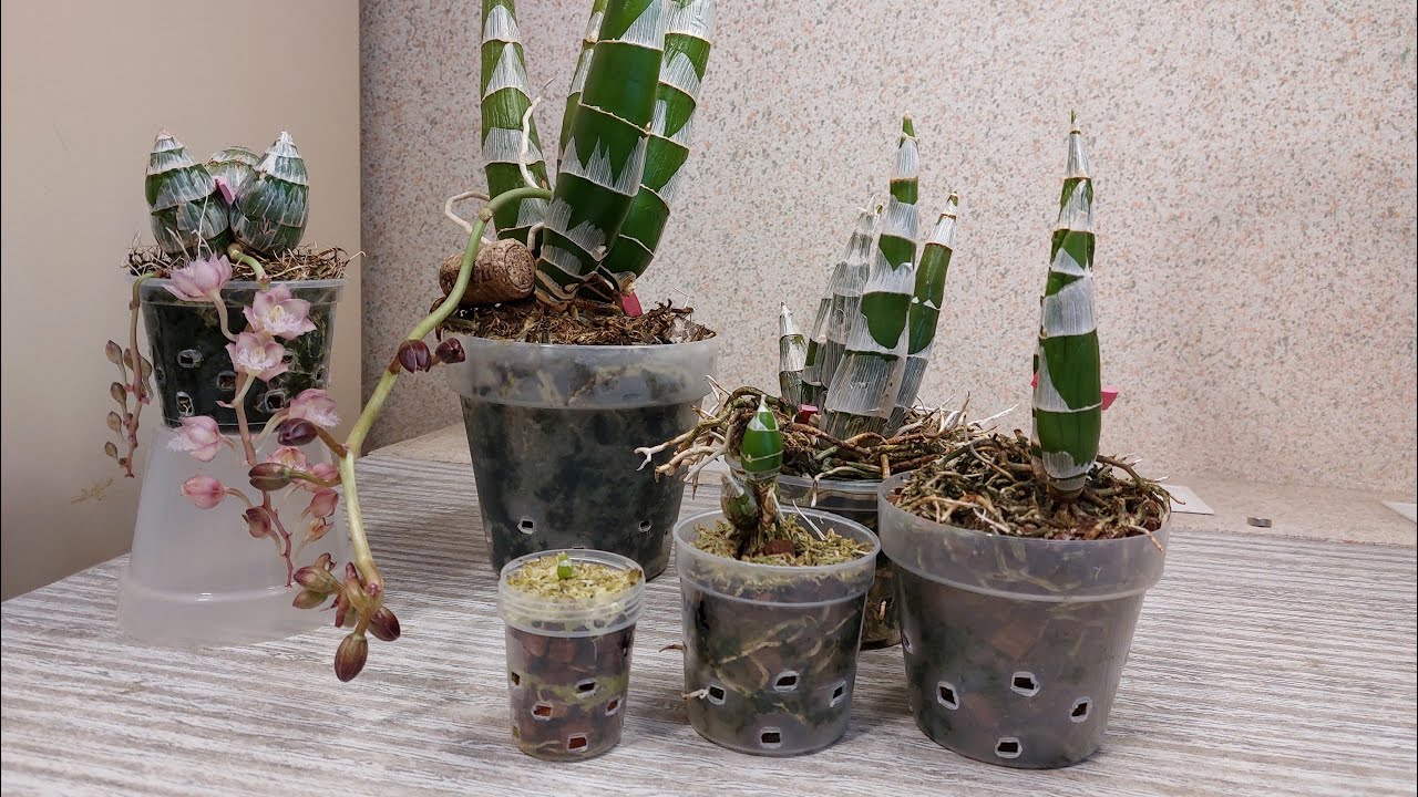 Еще немного про период покоя. Как оценить, каков будет уход у спящих морковок. Орхидея катасетум.