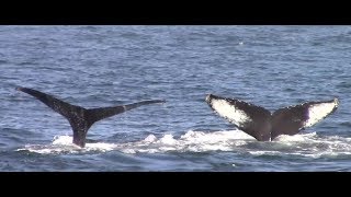 10.3.17 Humpback Whales #Monterey #Adventure #Travel