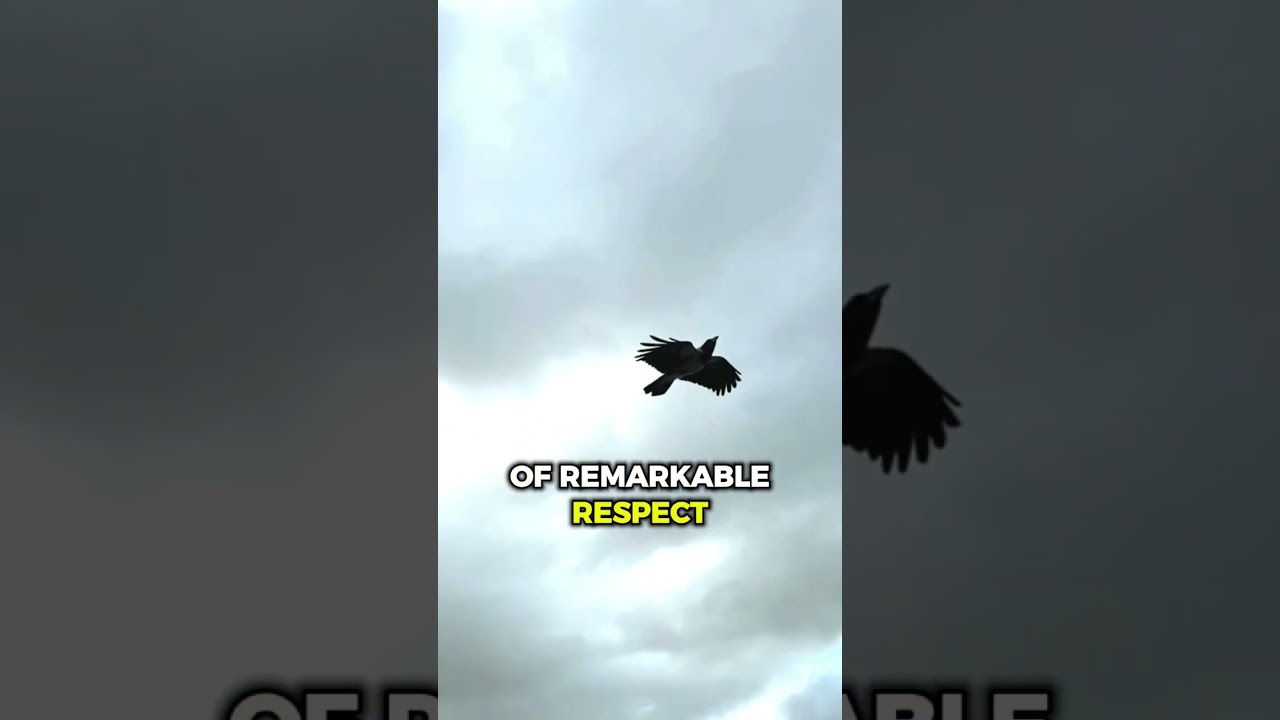 Did You Know Crows Hold Funeral For The Lost One Wildlife Crow