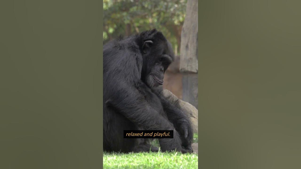 How Do Chimpanzees Get Drunk? #shorts #chimpanzees #shortsfeed #