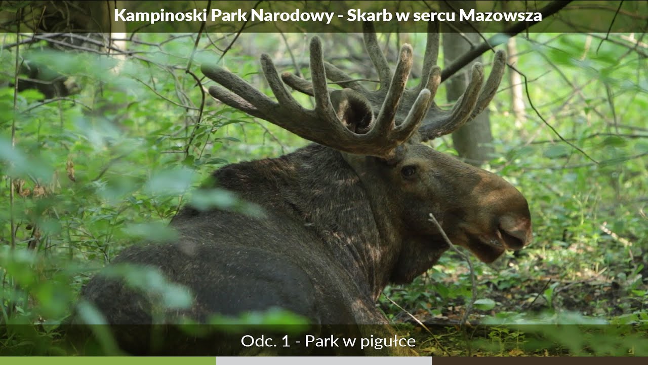 Kampinoski Park Narodowy - Skarb w sercu Mazowsza odc. 1 „Park w pigułce”