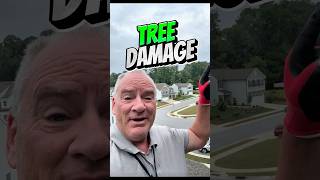 Tree damage #danieltheadjuster  is it covered? #tree #roof #insurance #shorts