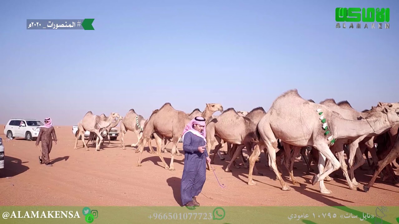 مسيرة المنصورات للمالك منصور بن بندر بن شعلان العتيبي