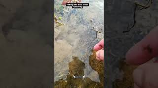 🐟 Chemical Effect on Fish? Shocking Water Experiment! #Shorts#WildFishing #FishExperiment #Nature