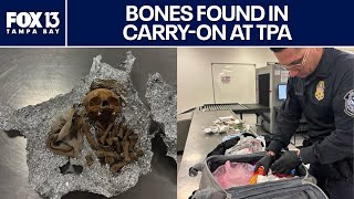 Famous Bones found in duffel bag at Tampa International Airport Wealth