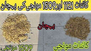 Recognition Between Kainat Monji And 1509 Monji کائنات مونجی اور 1509 مونجی کے درمیان پہچان