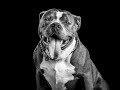 American Bully
