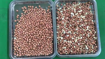 Peanuts color sorting by belt type sorting machine