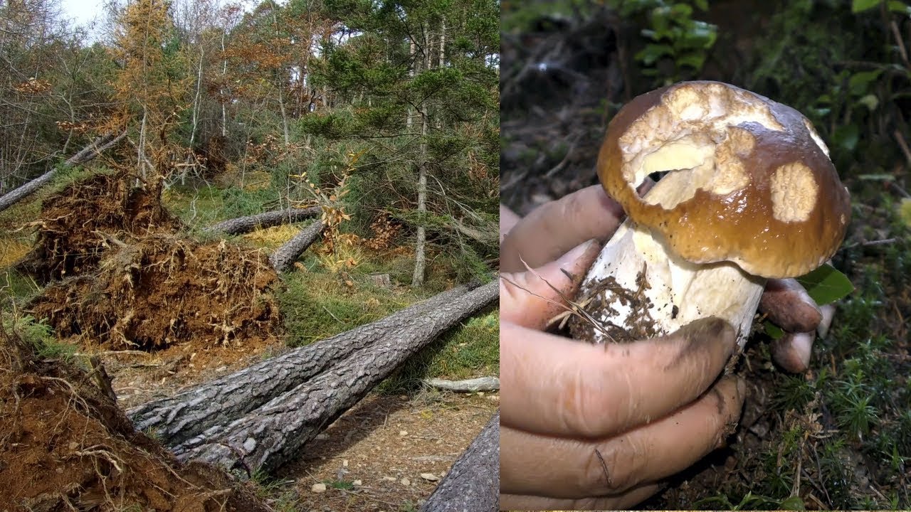 IL BOSCO DEI PORCINI NON C'E' PIÙ!!!!!!!! YouTube