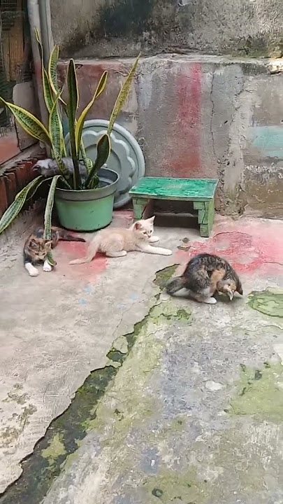 kucingku  ada 5 ekor semua lucu2#shorts#short😻😻🐈🐈