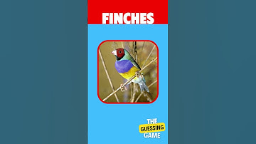 GUESS THE BIRD IN 3 SECOND #gk #quiz #BIRD