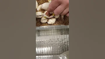 Вскрытие змеиного яйца.