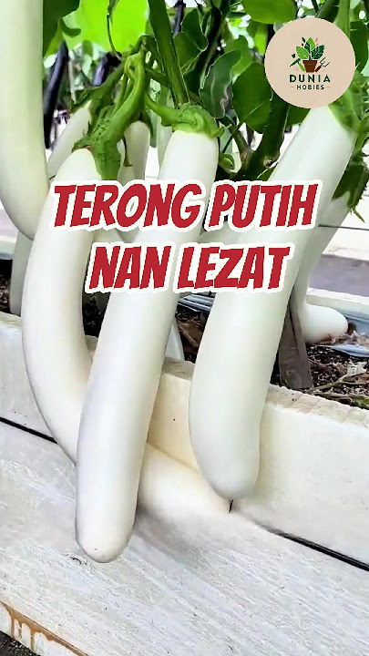 Yuk Tanam Terong Putih yang Lezat