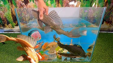 Video cá cảnh đẹp, động vật dễ thương, cá lau kiếng khổng lồ, cá rồng, cá trê, tôm hùm, cá koi