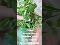 Pudina(Spearmint) #viral #botanylovers #trending #science #new #botany #herb #nature #plants#happy