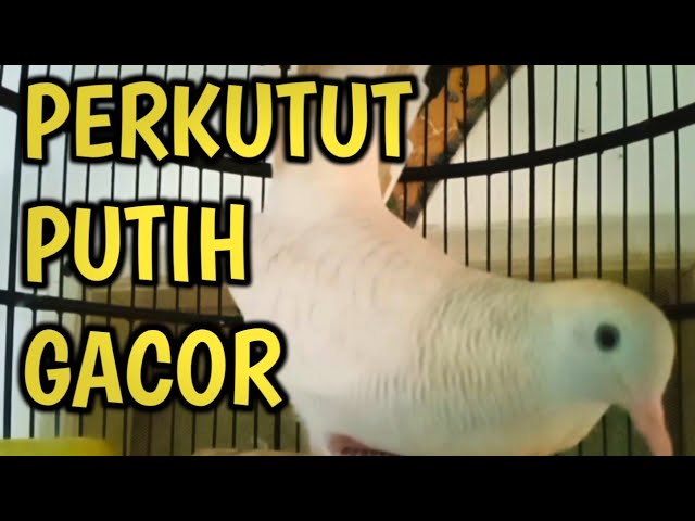 PERKUTUT PUTIH GACOR class=