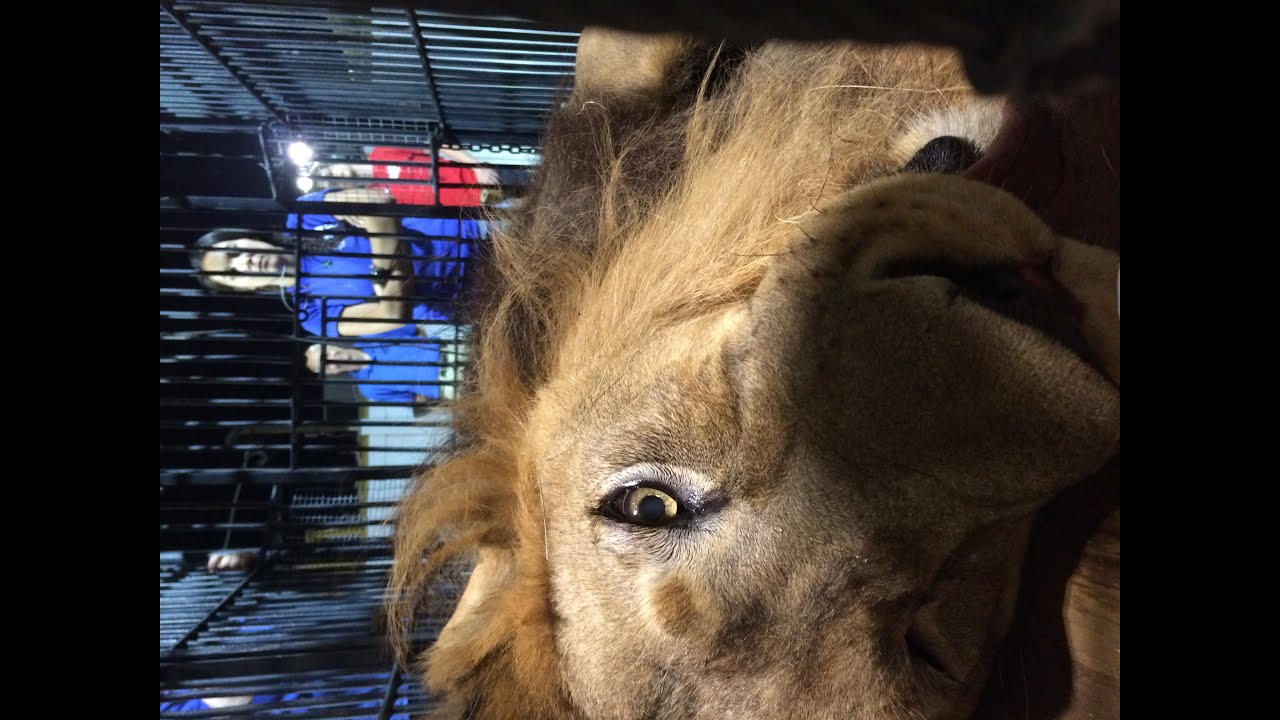 Vet Joseph Lion Update 2014 10 26 YouTube