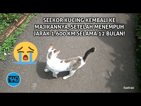 Video: Bisakah kucing mengambil CoQ10?