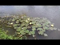 Nyílnak már a Tavirózsák Gyulán a Hunyadi tóban 2018.05.10 - én