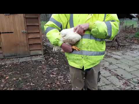Video: Waarom Rent Een Kip Zonder Kop, Hoe Lang Kan Ze Zo Leven
