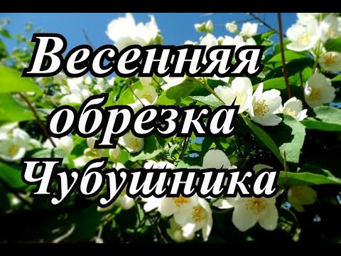 Жасмин садовый(чубушник) Обрезка. Как омолодить куст?