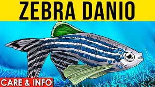 Zebra Danio | Zebra Danio Info And Care | Zebrafish For Beginners