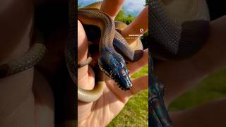 Celebrity Iridescent Northern White Lipped Python Male Wealth