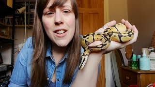 Famous Royal ball python lockdown UK Wealth